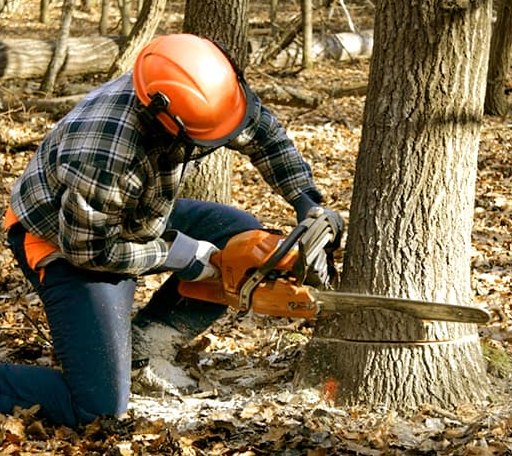 Tree Removal in Thornton, NH